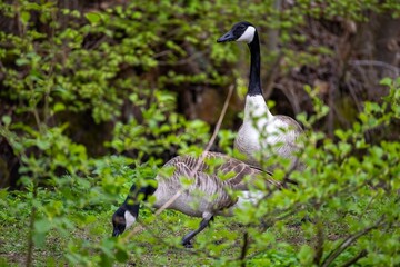 canada geese in the wild