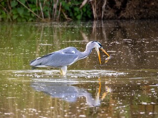 grey heron fishing in a river