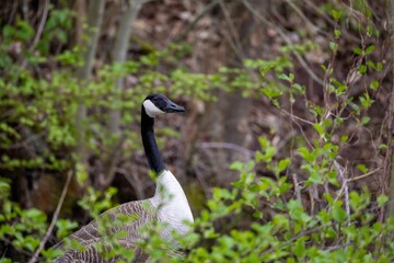 canada goose in the wild
