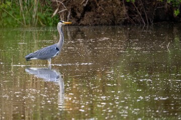 grey heron standing in a river