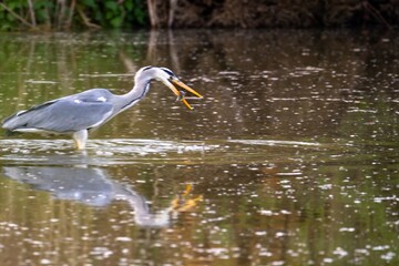 grey heron eating a fish in a river