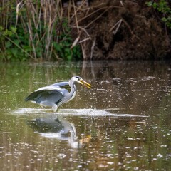 grey heron eating fish in a river