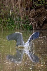 grey heron fishing in a river