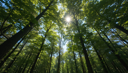 Fototapeta premium A view looking up through tall trees in a forest with sunlight shining through the canopy above them all