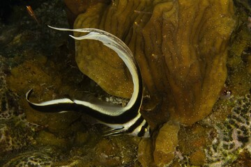 Drum fish swimming in a coral reef