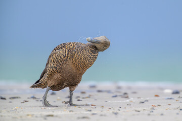 iderente Somateria mollissima, eider duck