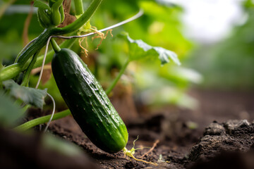Obraz premium fresh cucumbers lying on garden