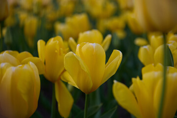 A stunning field of vibrant yellow tulips in full bloom, bathed in warm sunset light.