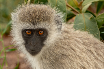 Tanzania Serengeti Safari Monkey close up