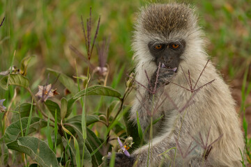Tanzania Serengeti Safari monkey