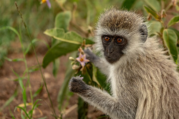 Tanzania Serengeti Safari monkey eating flower