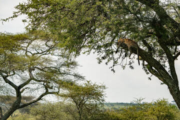 Tanzania Serengeti Safari leopard resting on tree