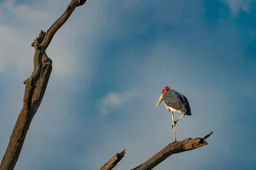 Tanzania Serengeti Safari Bird on tree