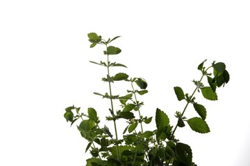 Lemon balm (Melissa officinalis), balm, common balm
