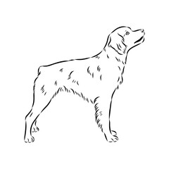 spanish breton dog Breton epagnole dog, vector sketch