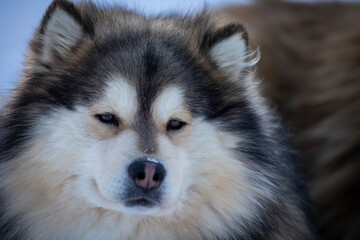 Obraz premium Portrait of a siberian husky