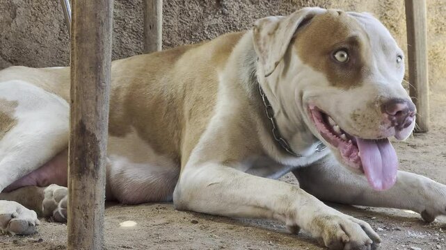 Perra blanco con marr&oacute;n con ojos claros de raza pampa o mezcla de pitbull con dogo argentino reci&eacute;n parida bajo la mesa