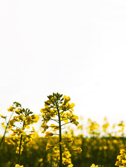 Rural landscape with blooming yellow rapeseed flowers in spring field under soft sunlight against white cloudy sky. Selective focus