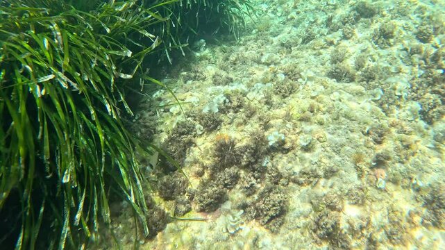 Underwater snorkeling in the Mediterranean sea in Moraira Alicante Spain neptune grass posidonia oceanica and fishes