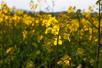 Fototapeta premium Rural landscape with blooming yellow rapeseed flowers in spring field under soft sunlight against white cloudy sky. Selective focus