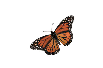 Obraz premium Butterfly flying with colorful wings isolated on transparent background, wildlife beautiful fauna insect of freedom