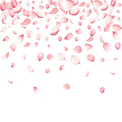 Elegant apple tree blossom petals flying on white groundwork vector illustration. Birthday flower decor elements. Peaceful spring pink bloom petals holiday Subtle meditative design.