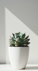 Green succulent plant in ceramic pot indoors. Home gardening abstract concept. Botanical decor element. Plant life.