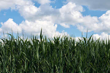 Lush green grass with tall stalks swaying under vibrant blue sky filled with fluffy white clouds on sunny day, top copy space