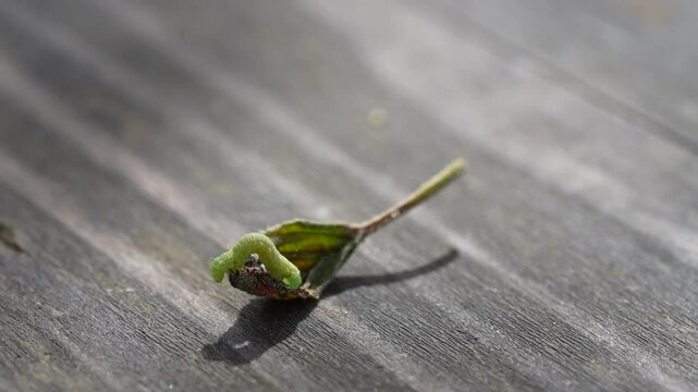 Inchworm Symbolism