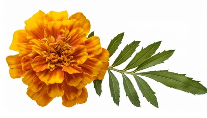 pressed and dried flower tagetes marigold on stem with green leaves isolated on white background for use in scrapbooking floristry or herbarium