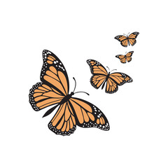 Set of butterflies isolated vector art