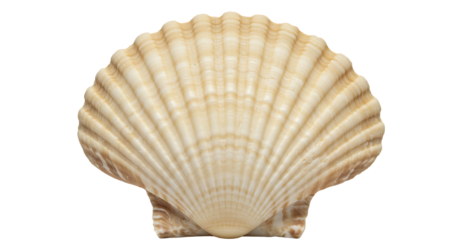 Sea Jacobean scallop Shel White and elegant isolated on transparent background
