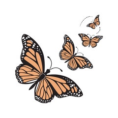 Set of butterflies isolated vector art