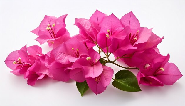 pink bougainvillea flower on white background