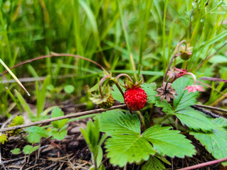 A small red strawberry growing in the grass