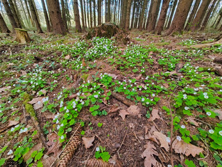 A forest filled with lots of white flowers and green leaves
