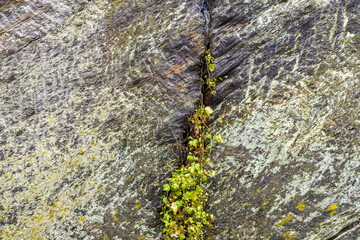Textured rock surface showing the complex topography of the rock,eroded by years of weathering and moisture, covered lichens and mosses