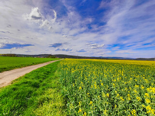 Obraz premium A dirt road in the middle of a field of yellow flowers