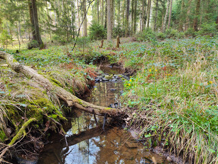 A small stream running through a lush green forest