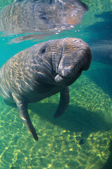 A Manatee at the Crystal River National Wildlife Refuge, Florida