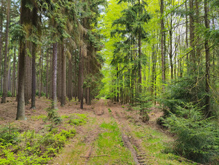 Fototapeta premium A dirt path in the middle of a forest filled with tall trees