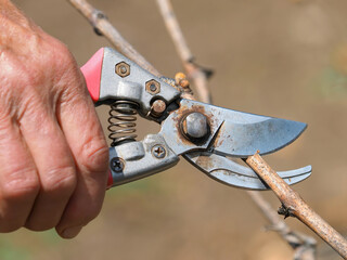 Pruning grape vine in vineyard in spring

