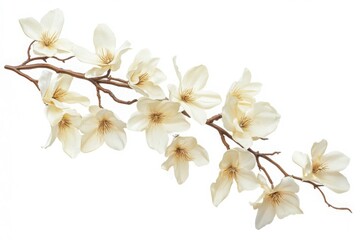 Obraz premium Magnolia blossom branch close up on white background