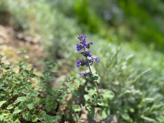 Nepeta racemosa blooms purple flowers in the garden in spring. Close-up. Nepeta transcaucasica purple wild spring flower. Dwarf catnip or raceme catnip, syn. N. mussiniii. Mint family Lamiaceae.