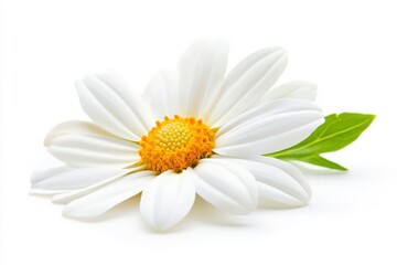 Daisy flower close up single bloom on white background