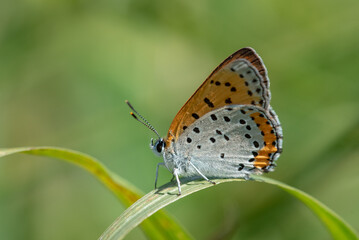 Bronze Copper Butterfly