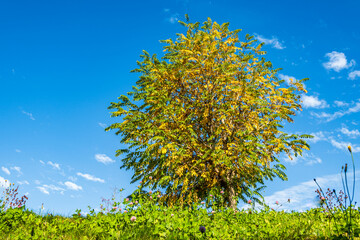 Bright yellow leaves of a tree stand out against a blue sky during autumn in a park on a sunny day