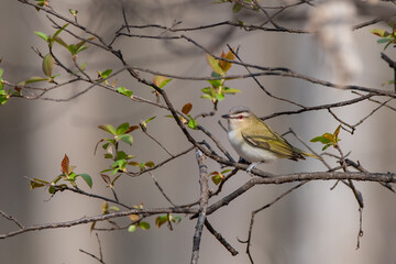 Red-eyed Vireo