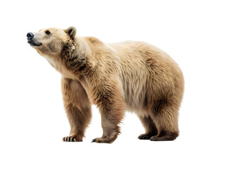 Fototapeta premium A brown bear isolated on white background 