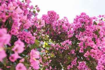 A bright bougainvillea on a blue sky on a sunny day